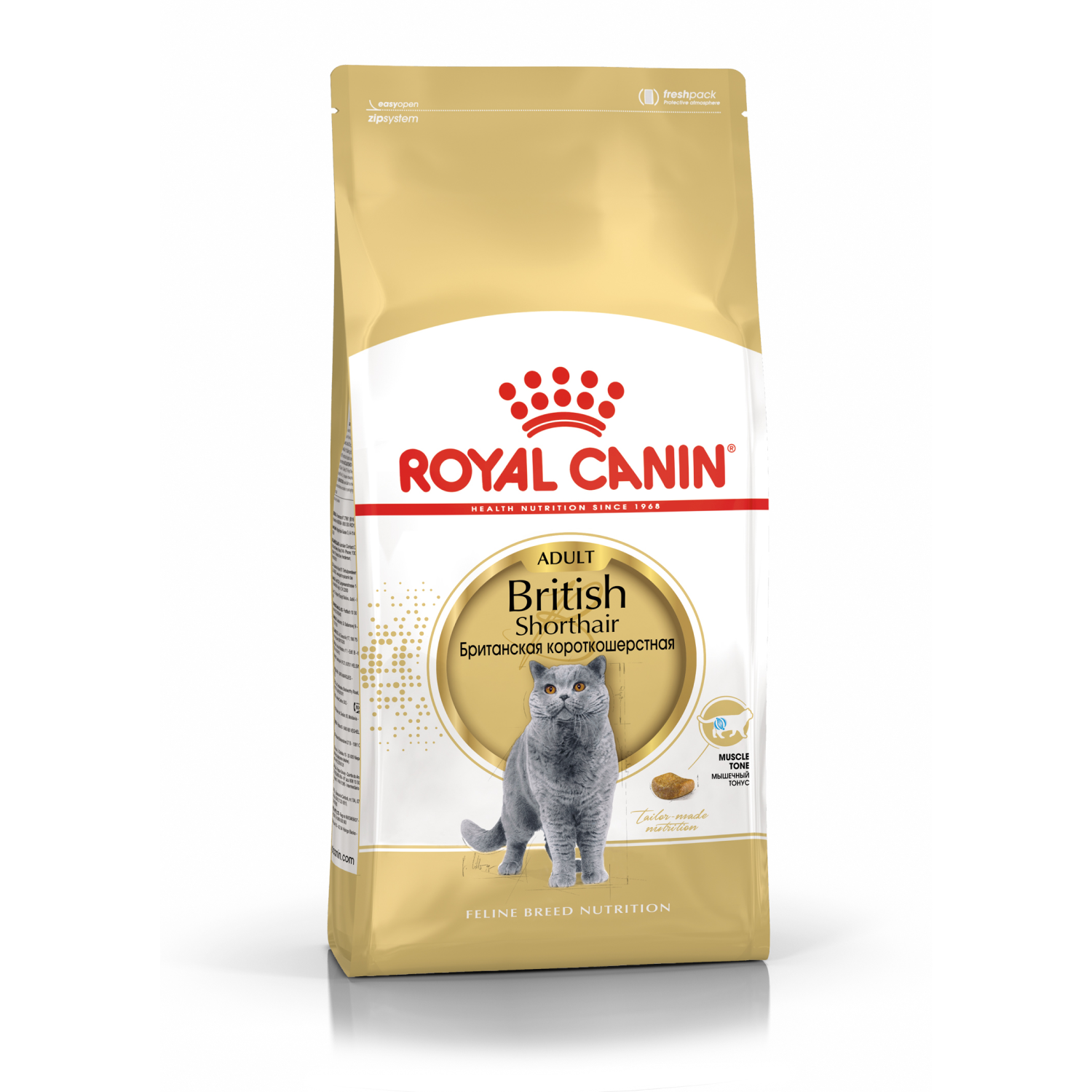 2.british shorthair F квадрат
