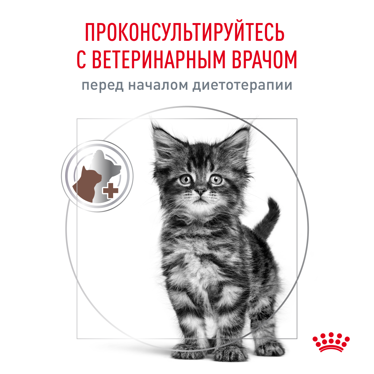 Cat_Gastrointestinal_Kitten_Dry_07