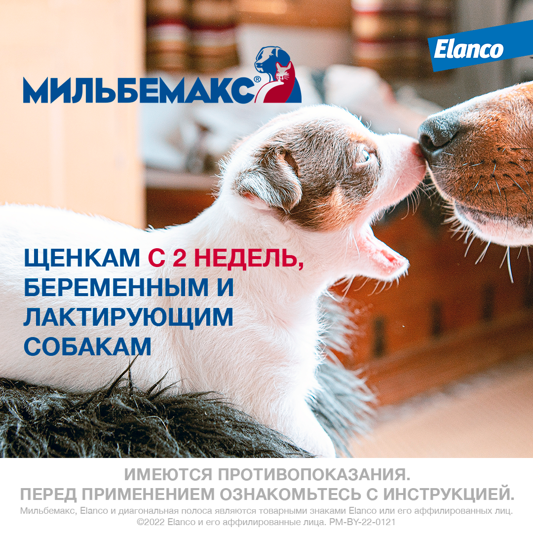 15. Milbemax_big dogs_rich_5_puppies and pregnant