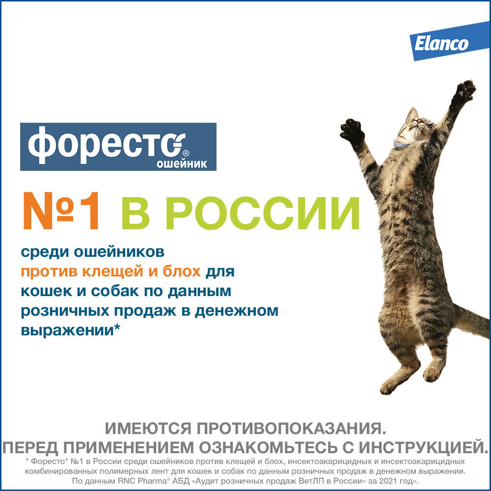 15.Foresto gold cat_best