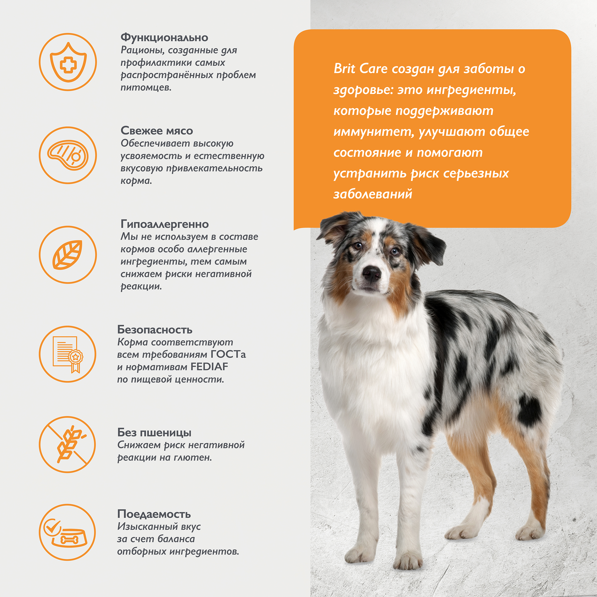 dog_adult_m_dental health-03