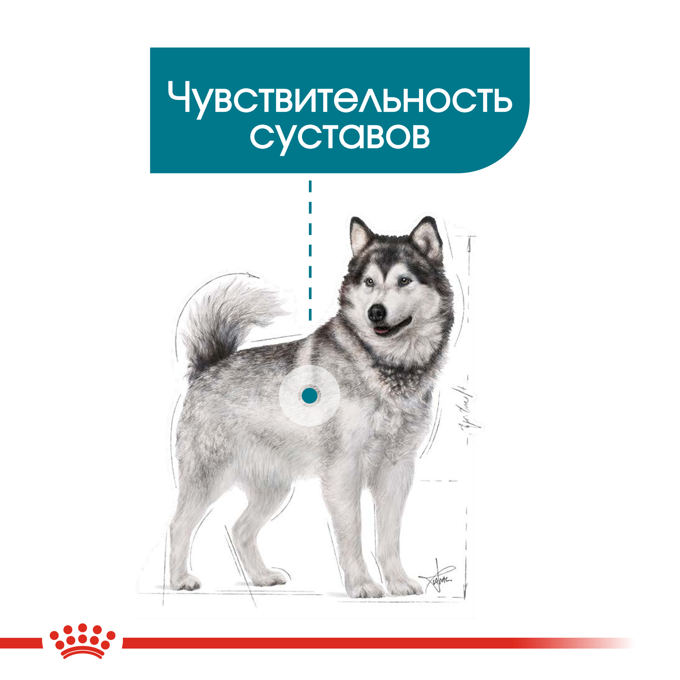 4_RC-CCN-JointCareMaxi-CV-Eretailkit-2__rus