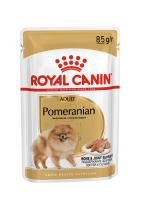 Pomeranian_Adult_Wet