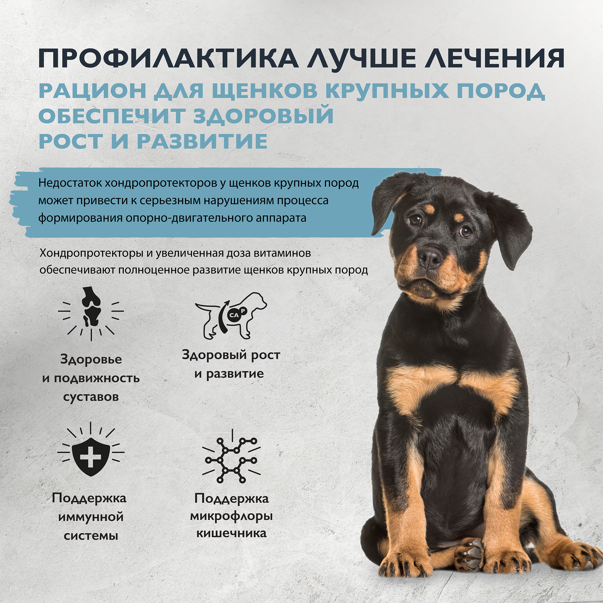 dog_puppy_junior_healthy_growth_L-02
