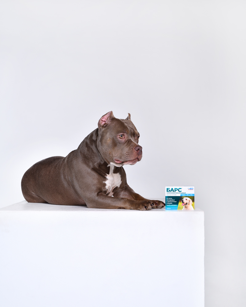 82488_animal1