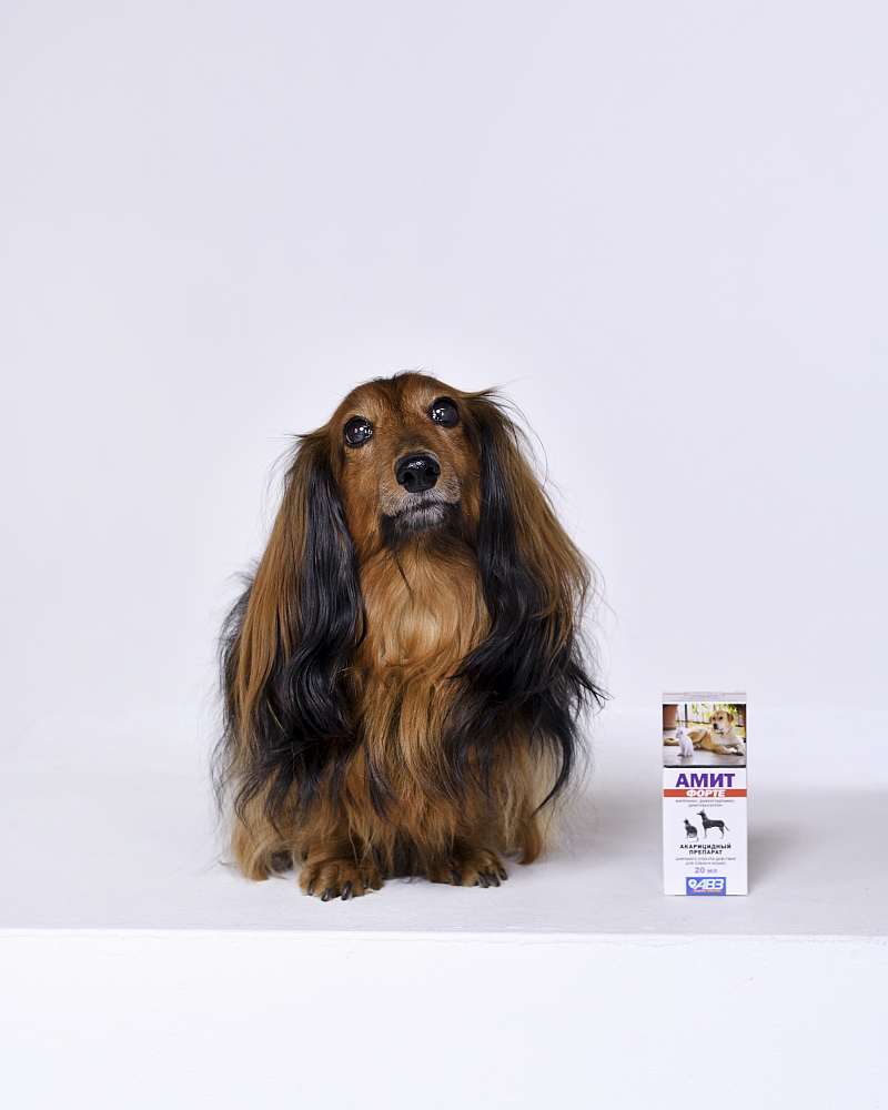 68919 animal