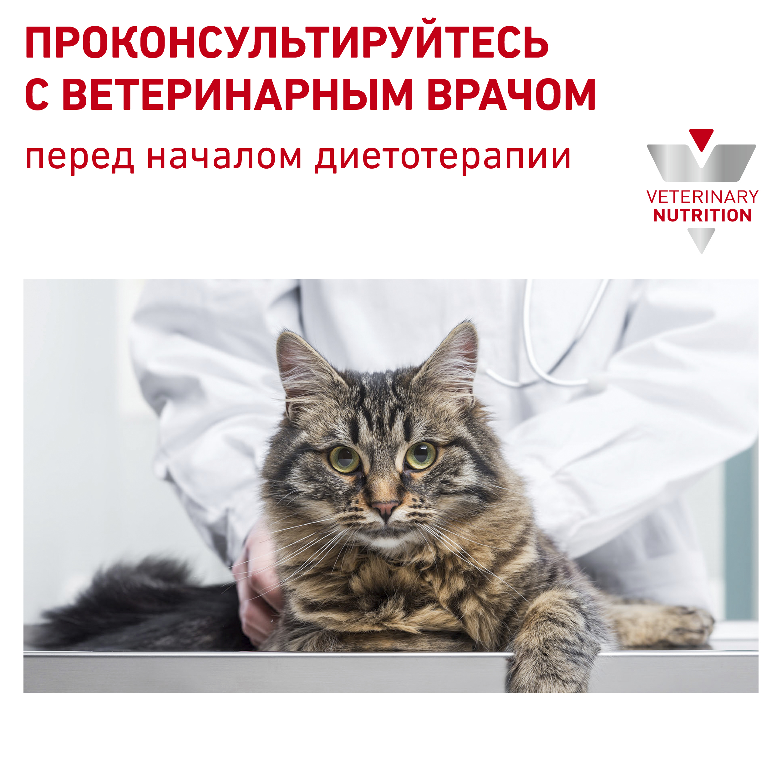 Ренал кошки_7