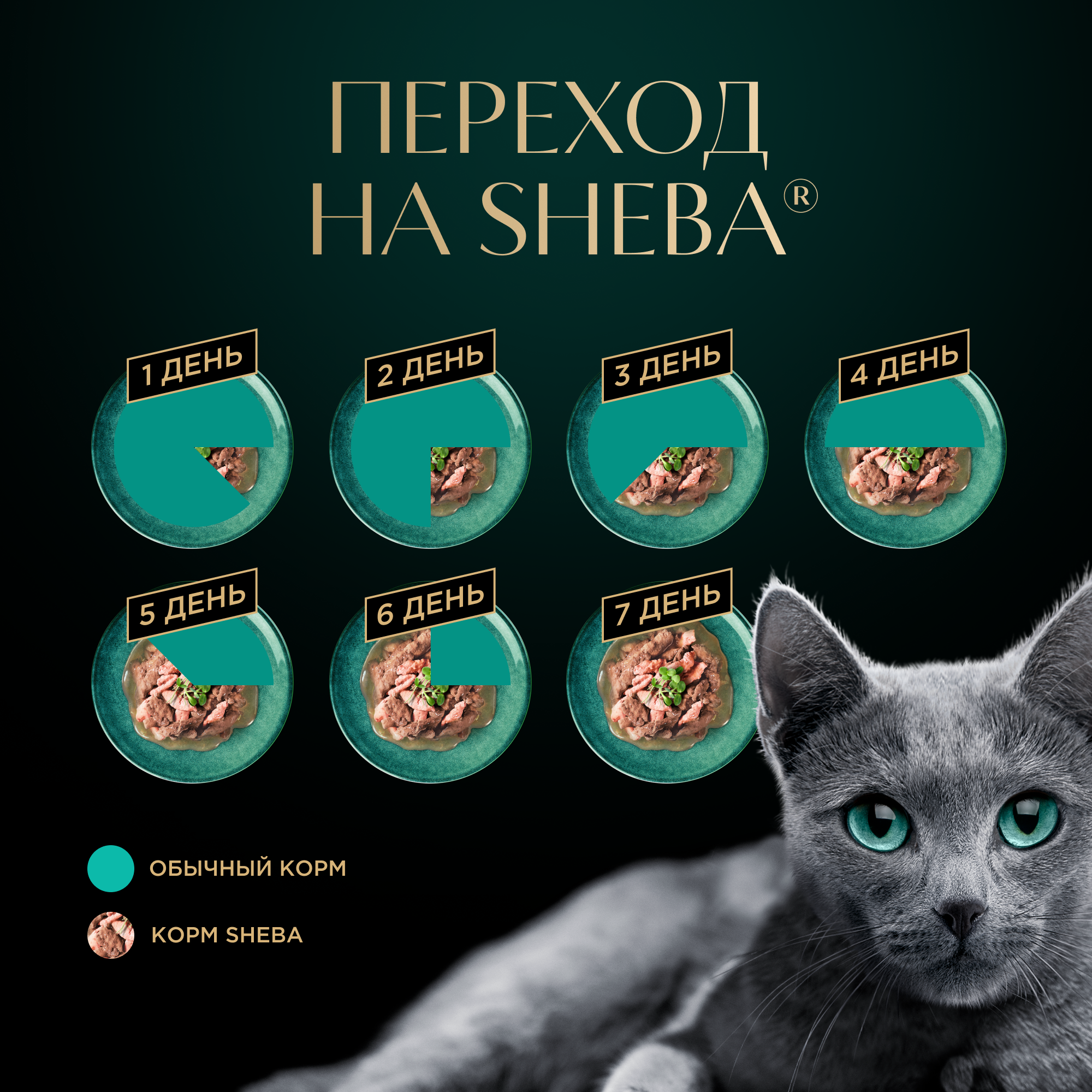 переход на шеба