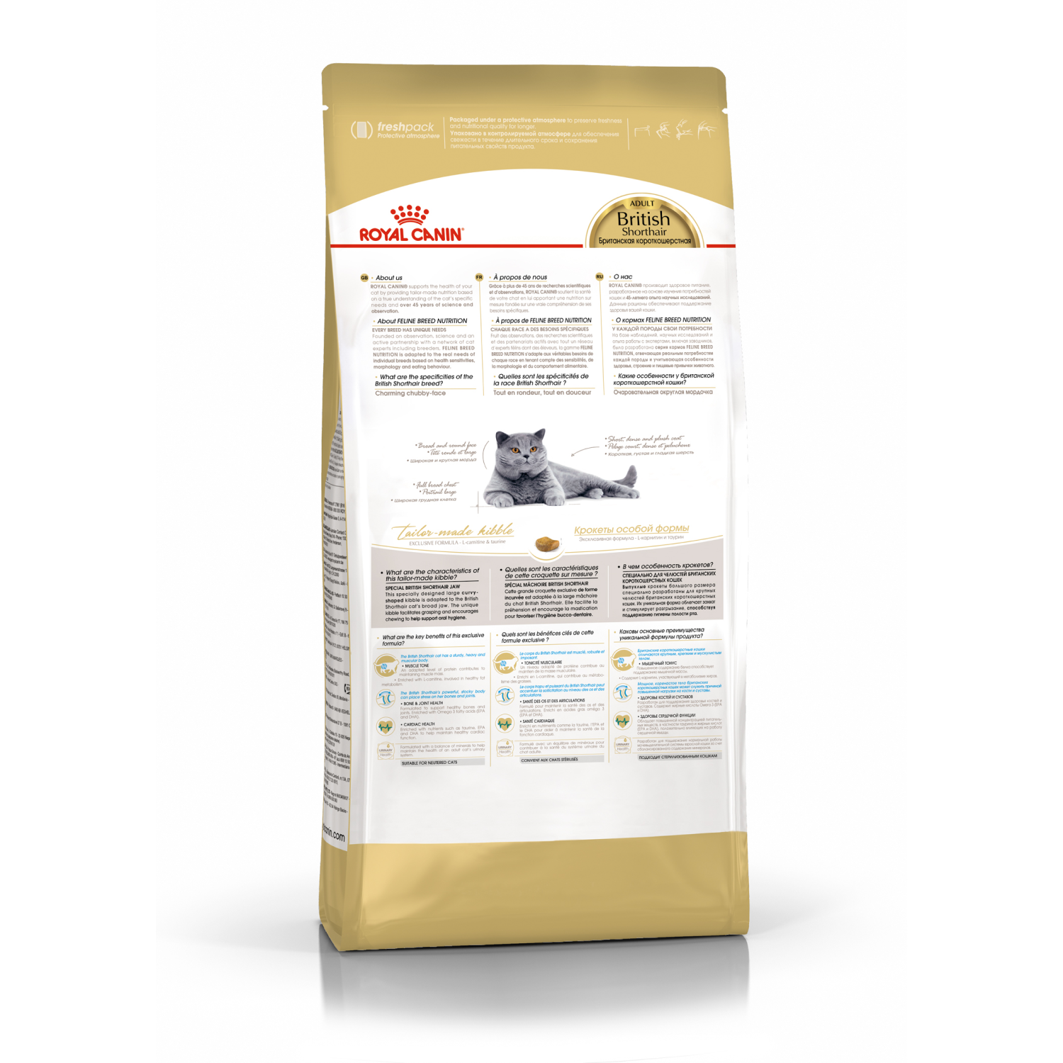3.british shorthair B квадрат