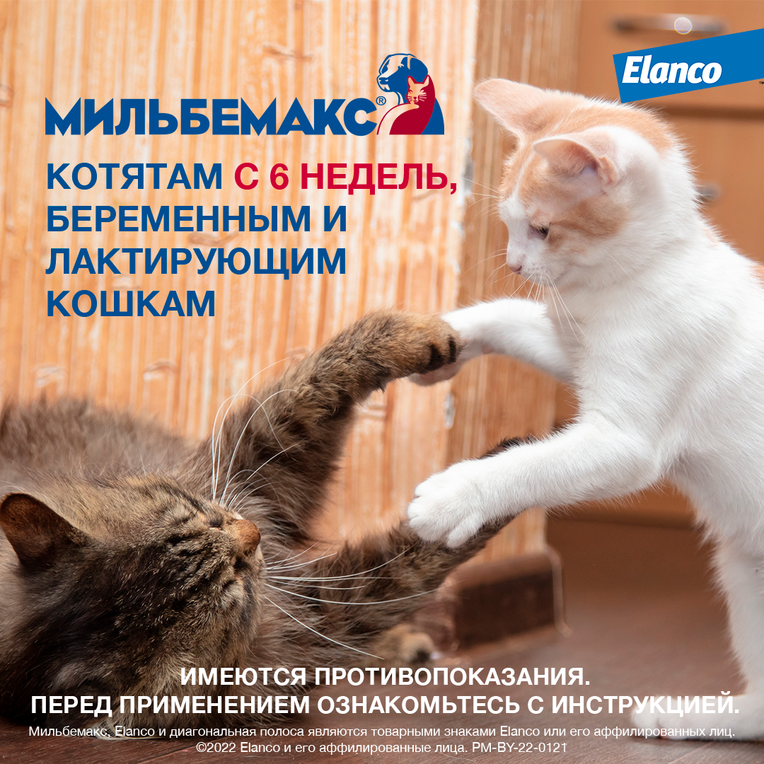 5. Milbemax_big cats_rich_5_kittens and pregnant