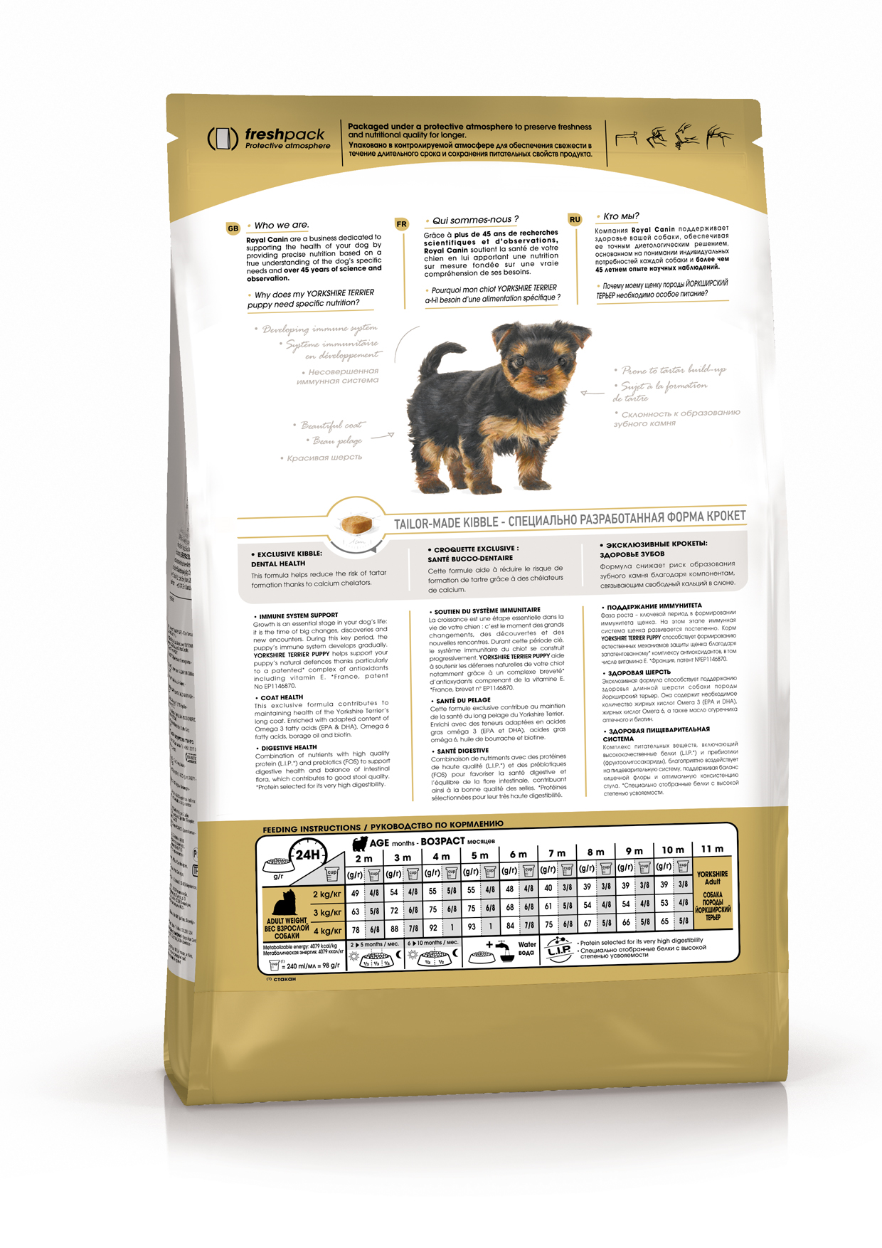 K_Yorkshire Terrier Junior_back