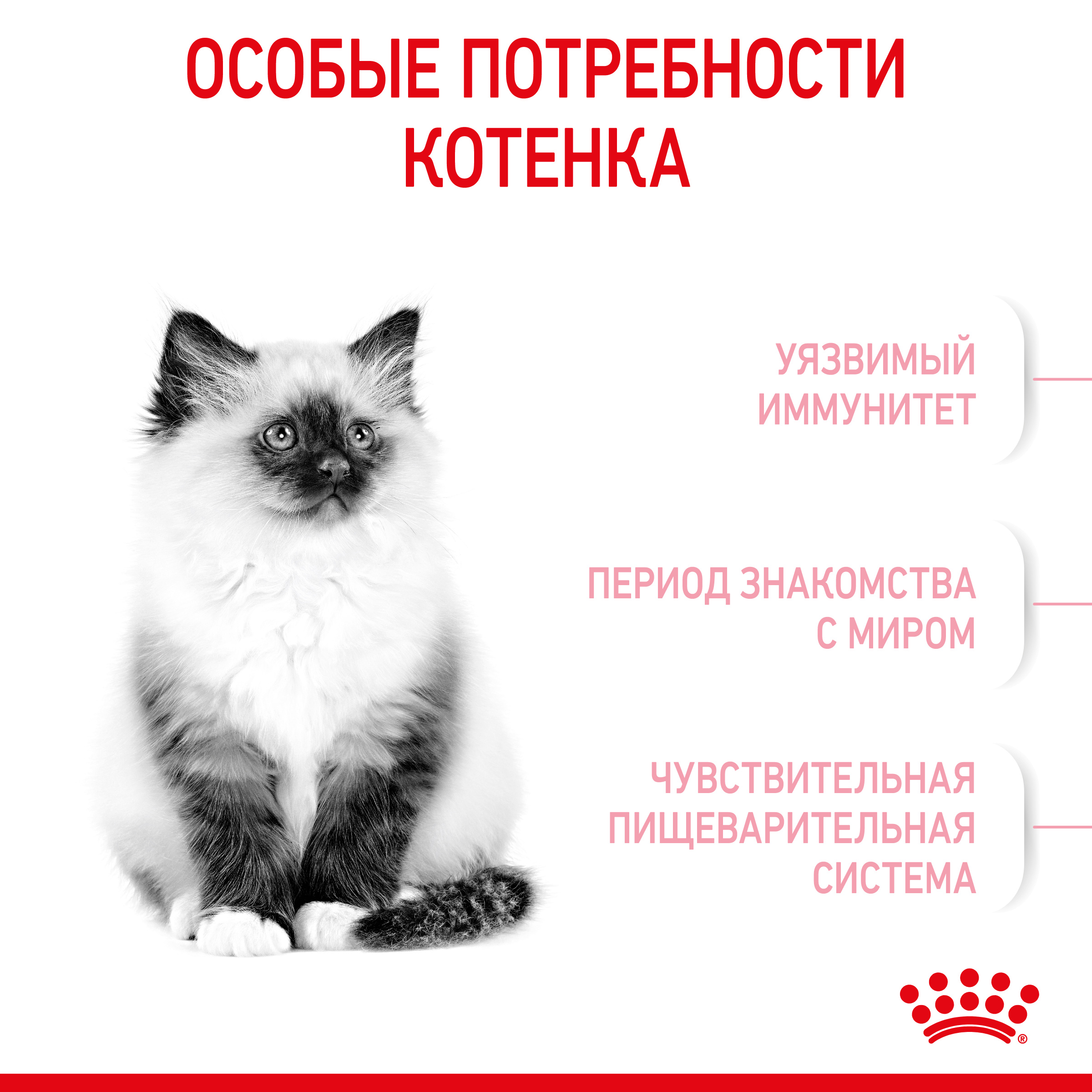 3 kitten
