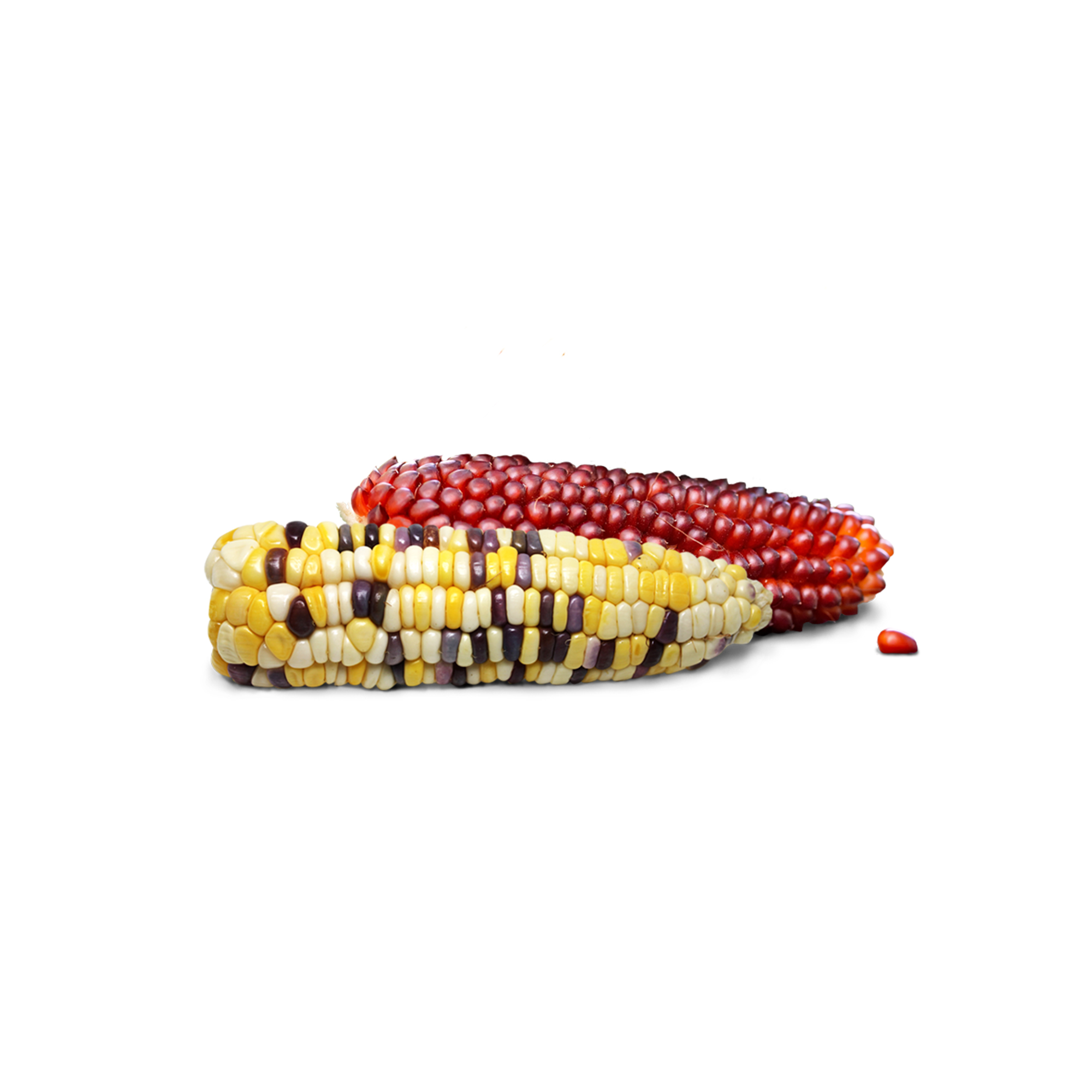 Little One_Mini corn cobs_show