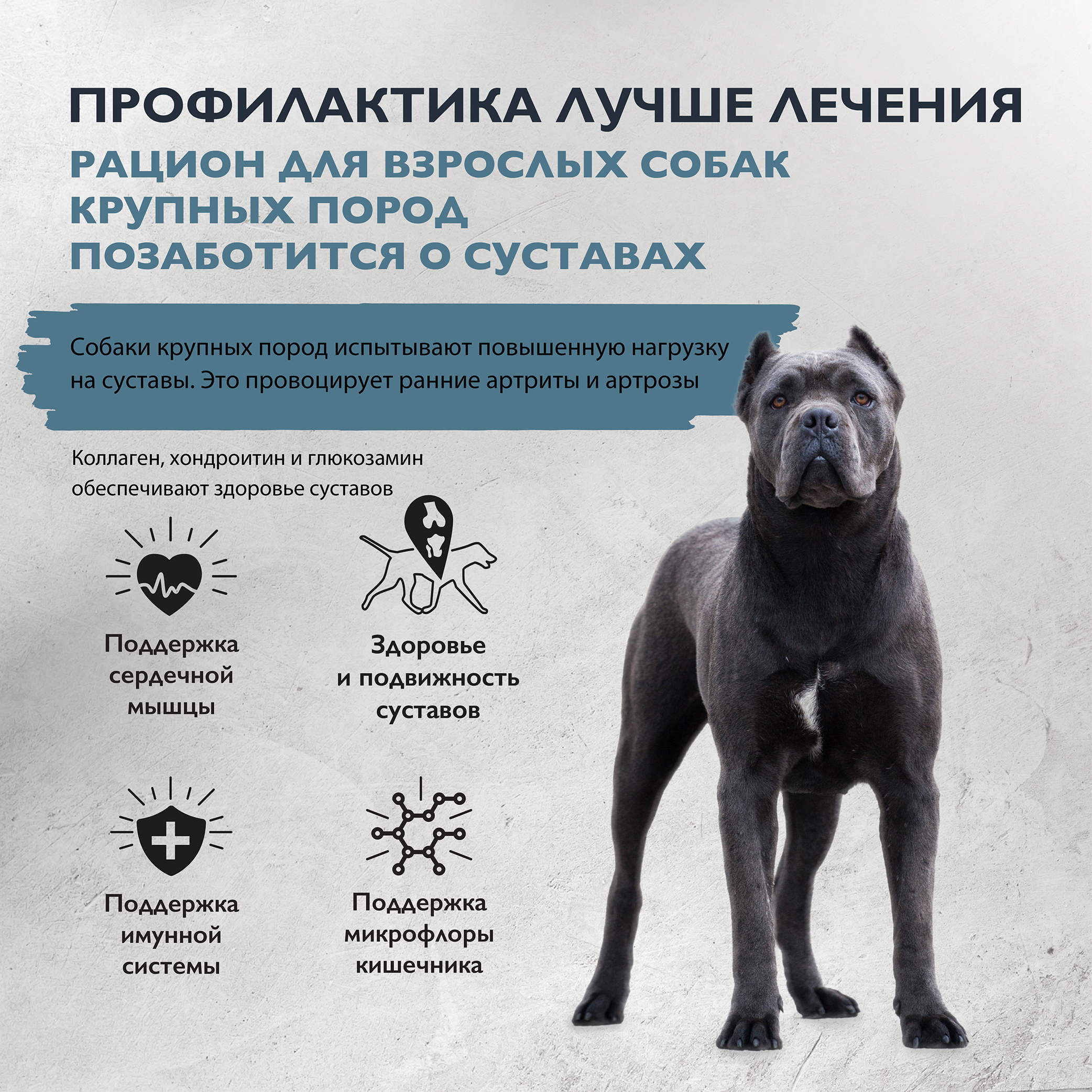 dog_adult_L_chondroprotectors-02