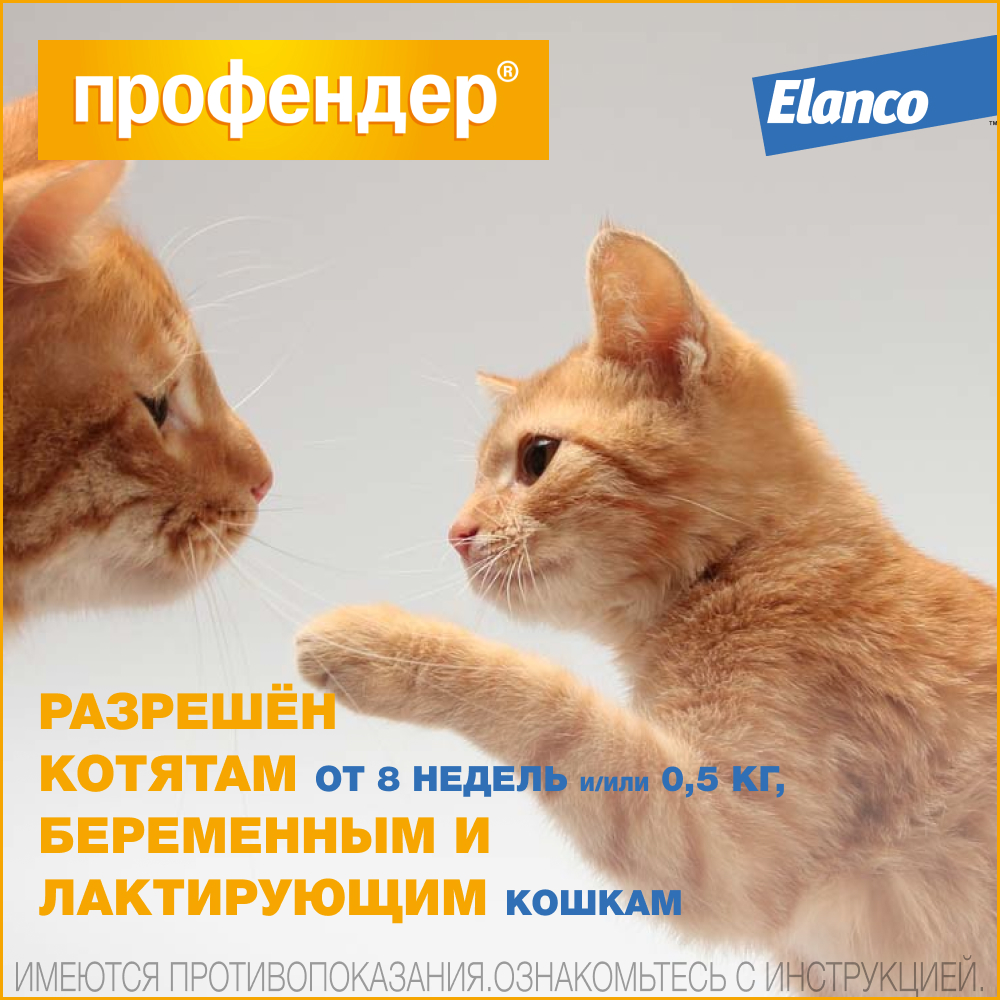 8.Profender_kittens (1)