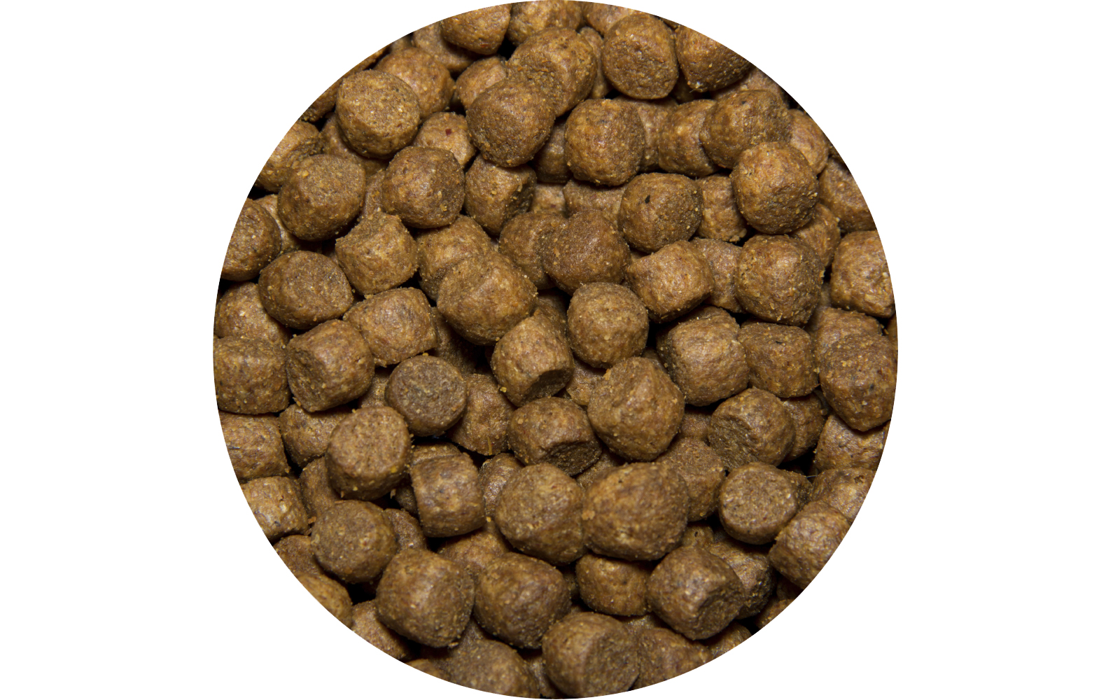 ALL Puppies_3