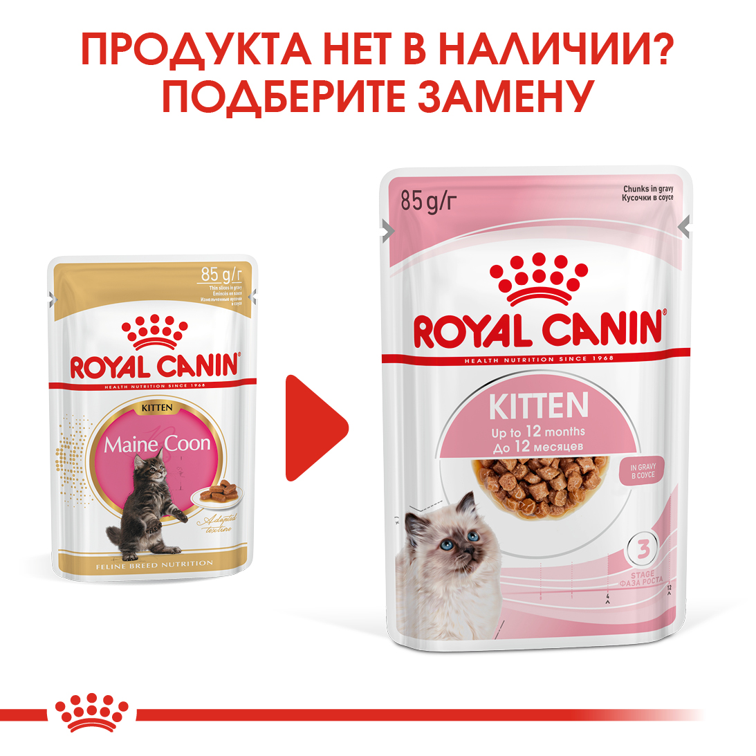 zamena_KITTEN MAINE COON (КИТТЕН МЕЙН-КУН)