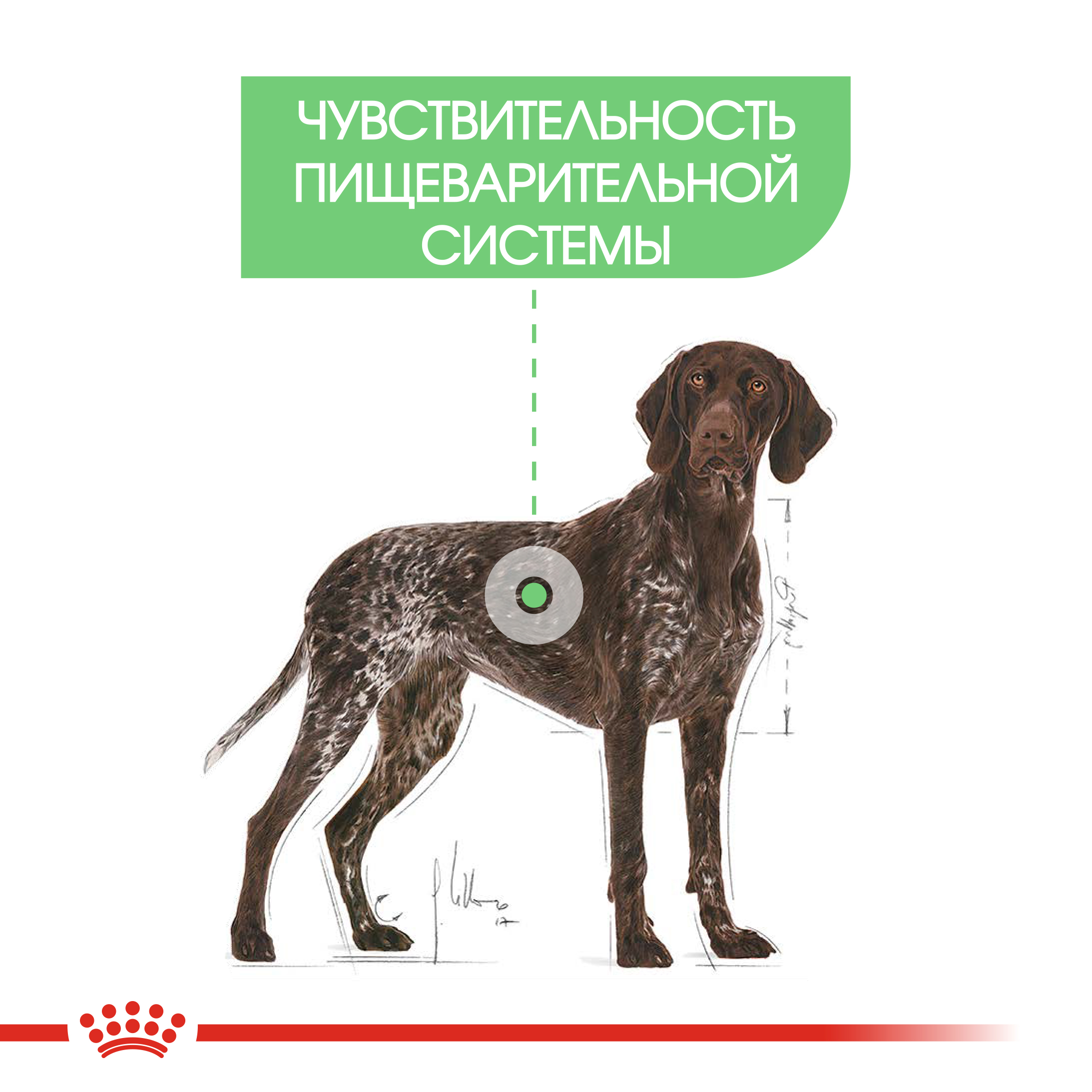 3_RC-CCN-DigestiveMaxi-CV-Eretailkit-2_ph