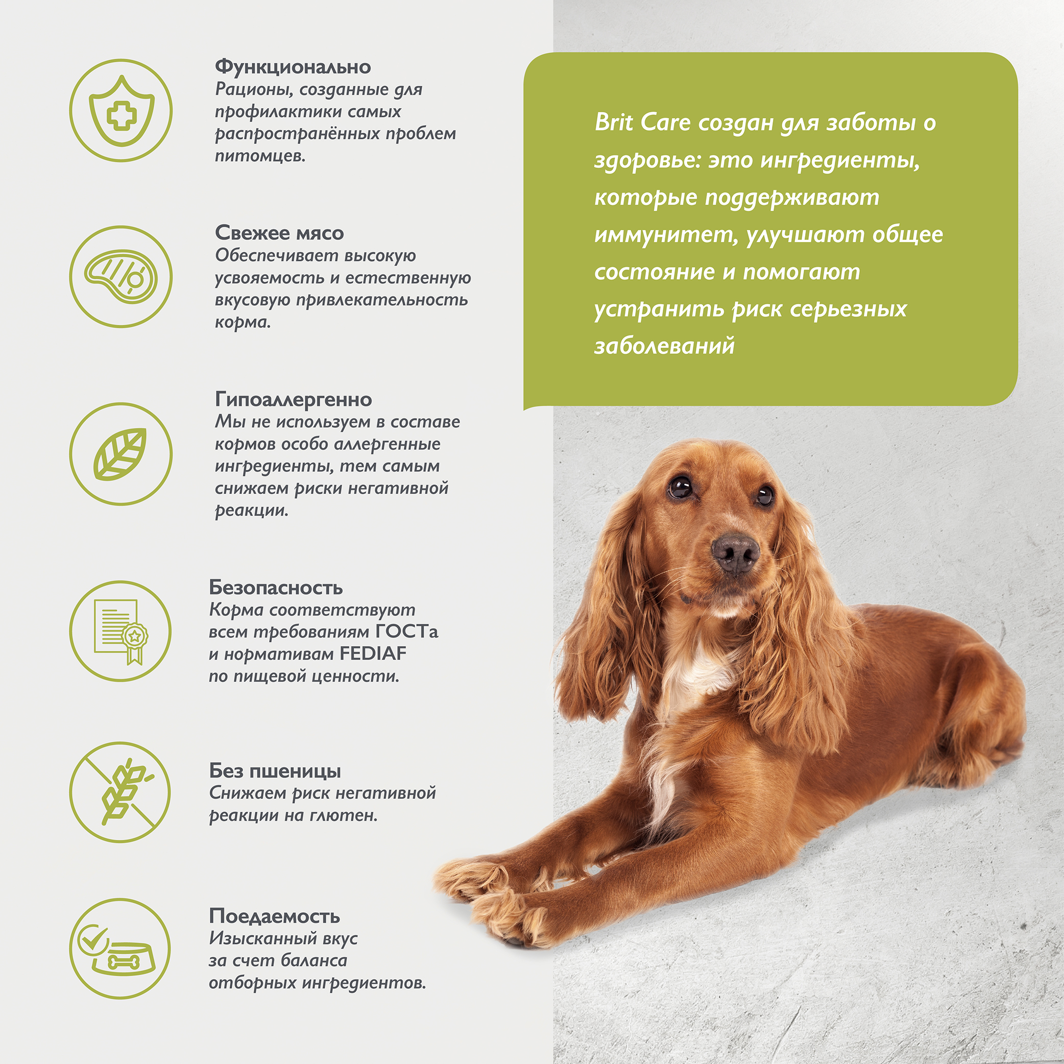 dog_adult_m_healthy_skin_shiny coat (3)