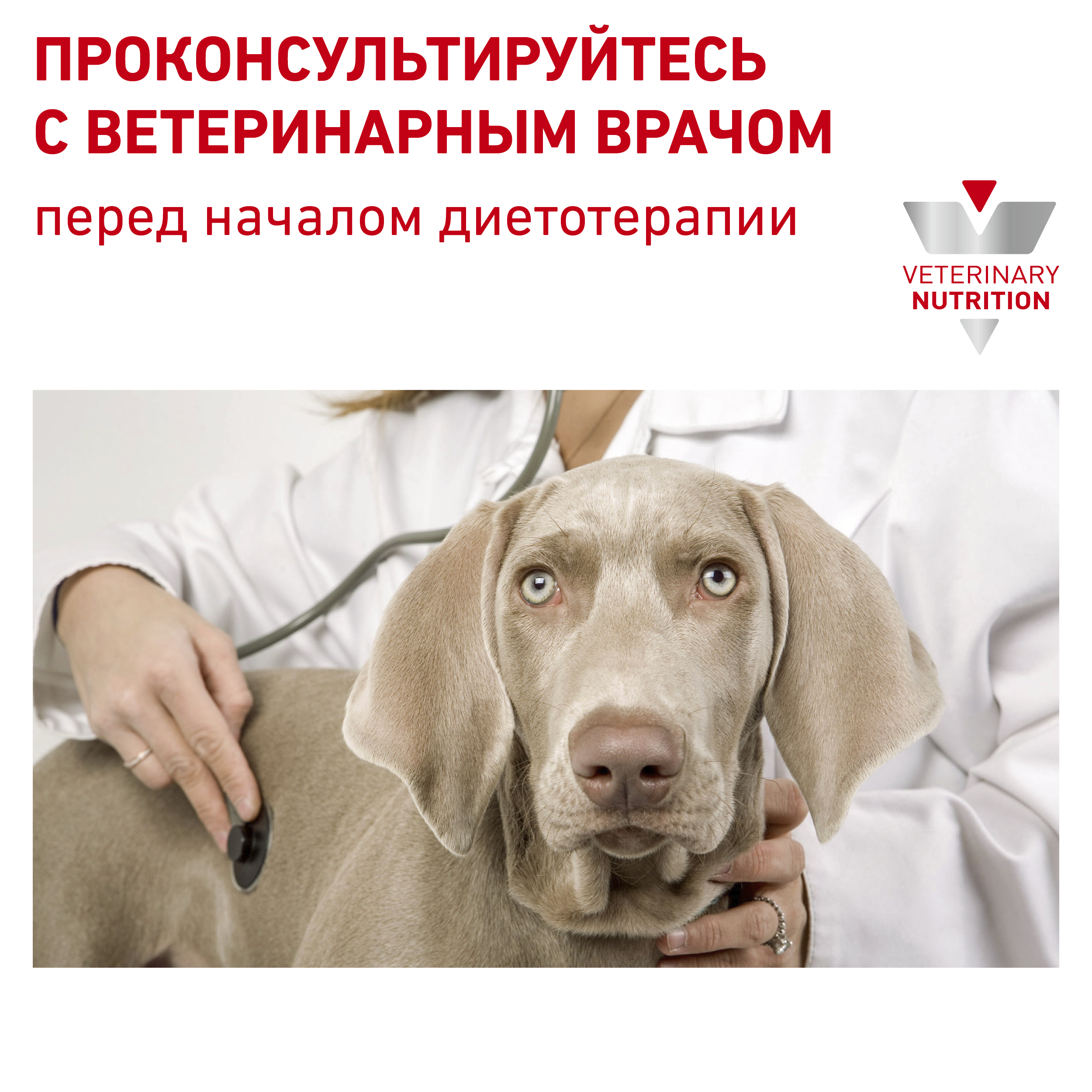 Ренал собаки_7