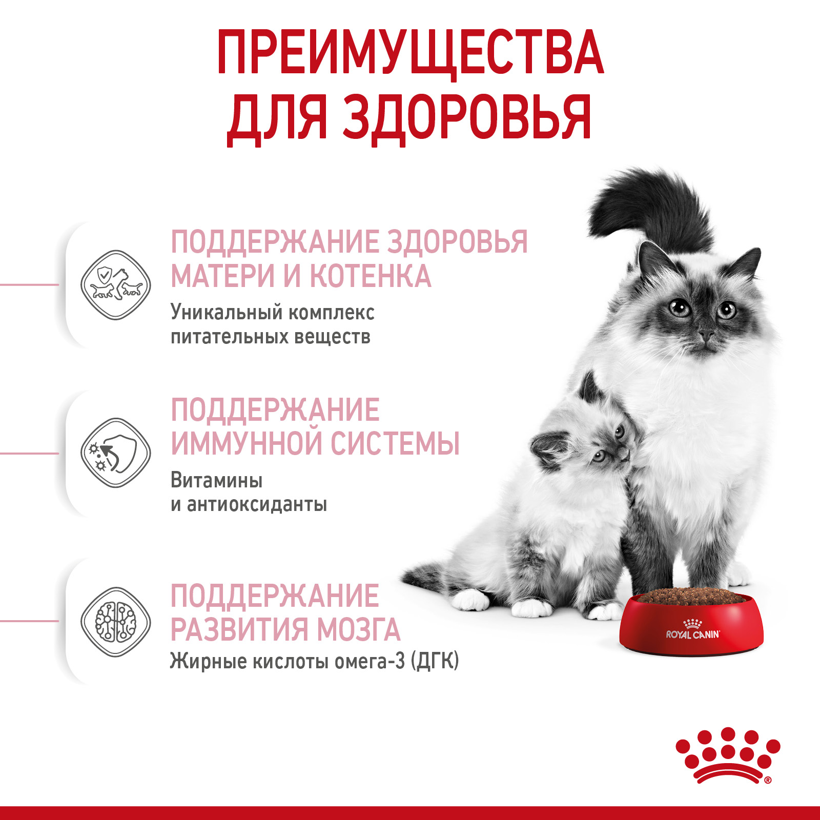 RC-SPT-DRY-Babycat-CV-3_AB