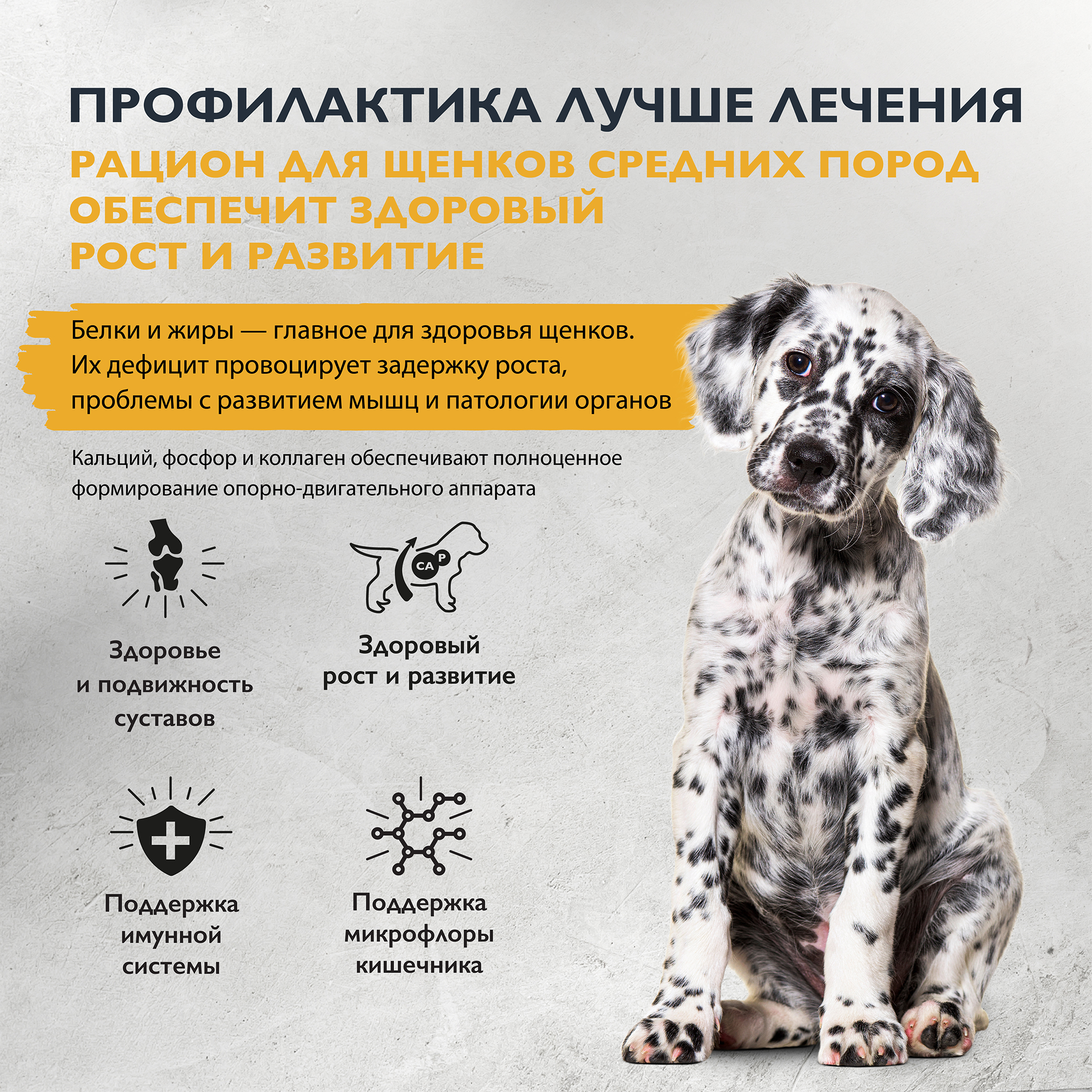 dog_puppy_junior_healthy_growth_M (2)