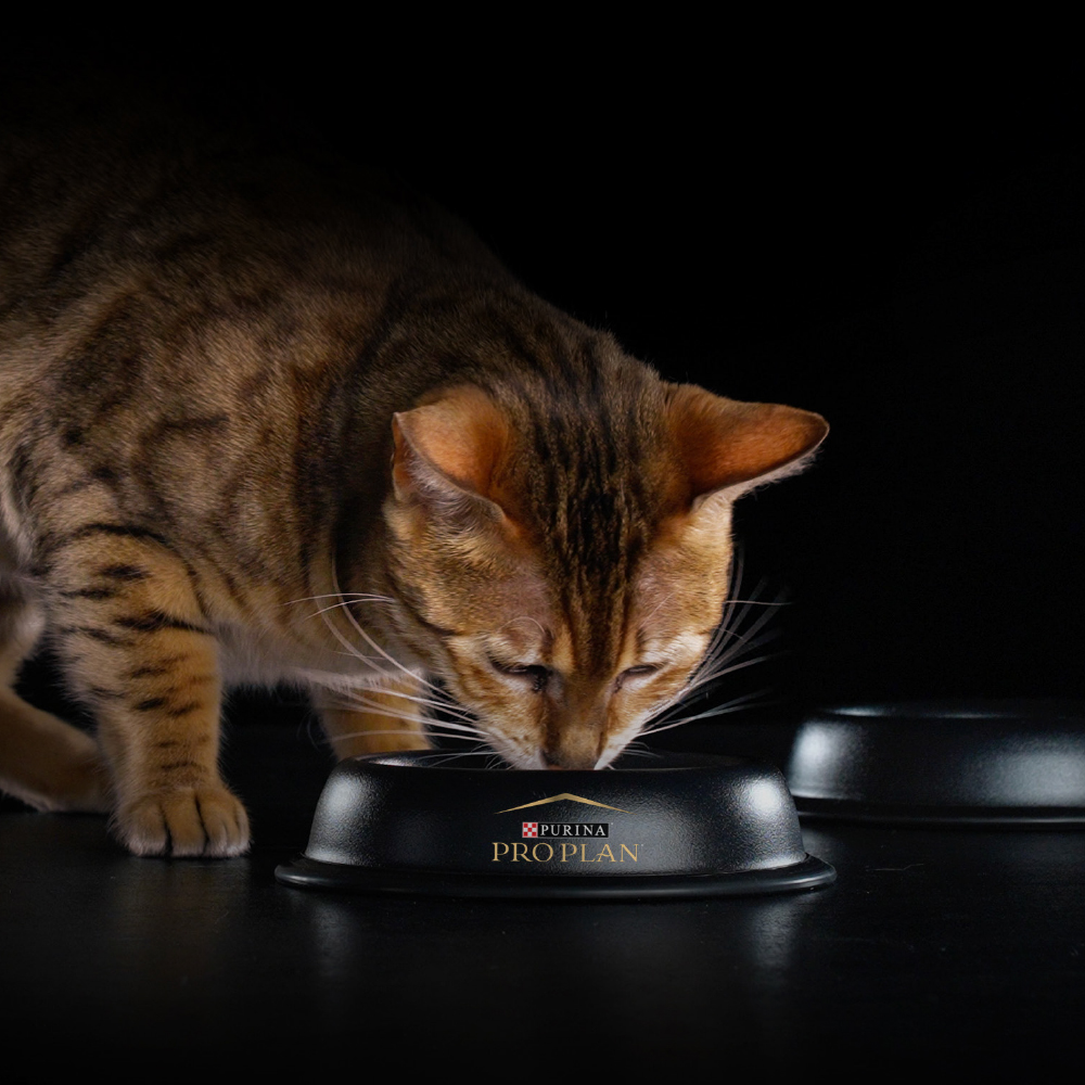 BTF_Skin_Coat_Cat_6_Banner_PT_pt_1000x1000_1653880365661 (1)
