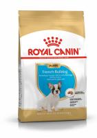 pu-french-bulldog-packshot-bhn18