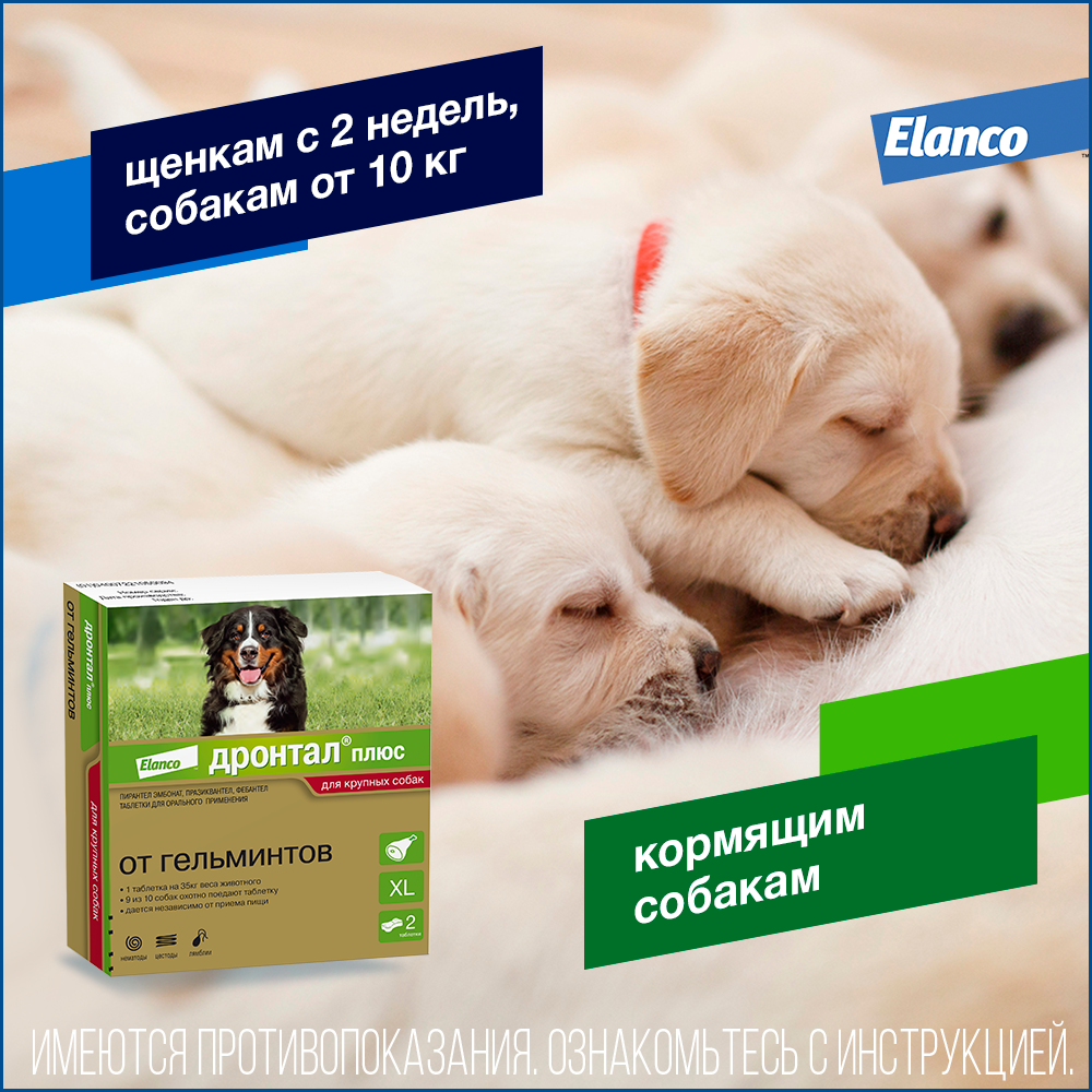 6. Drontal dog_XL_puppy