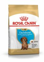 pu-dachshund-packshot-bhn18