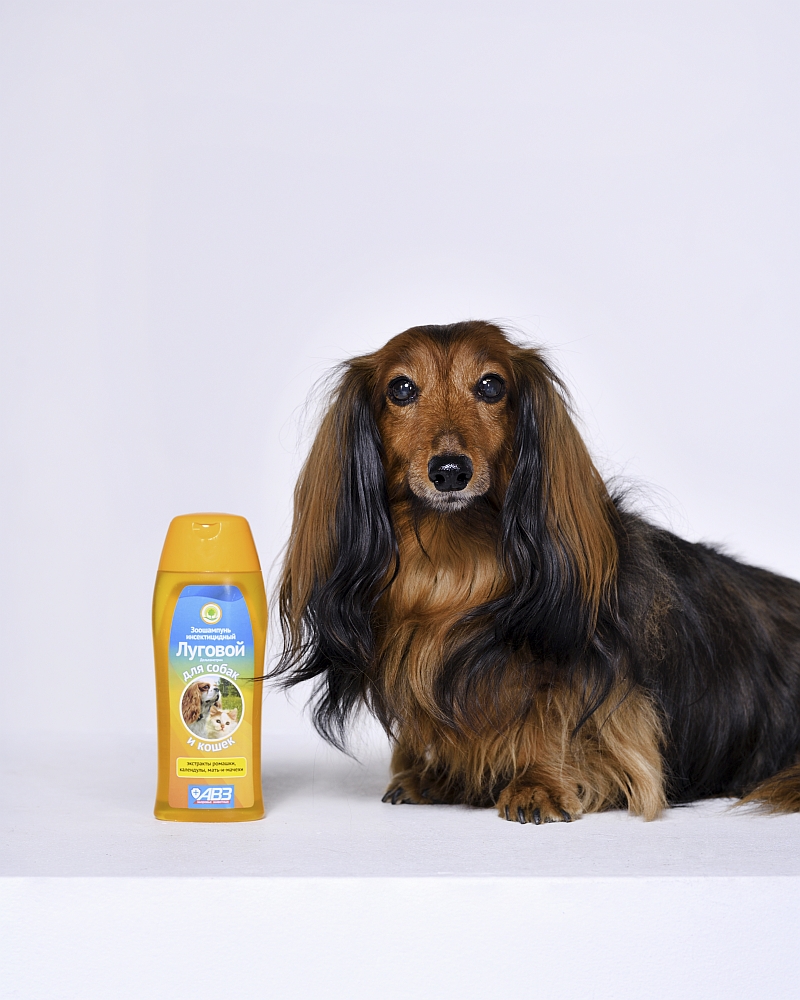 69370 animal
