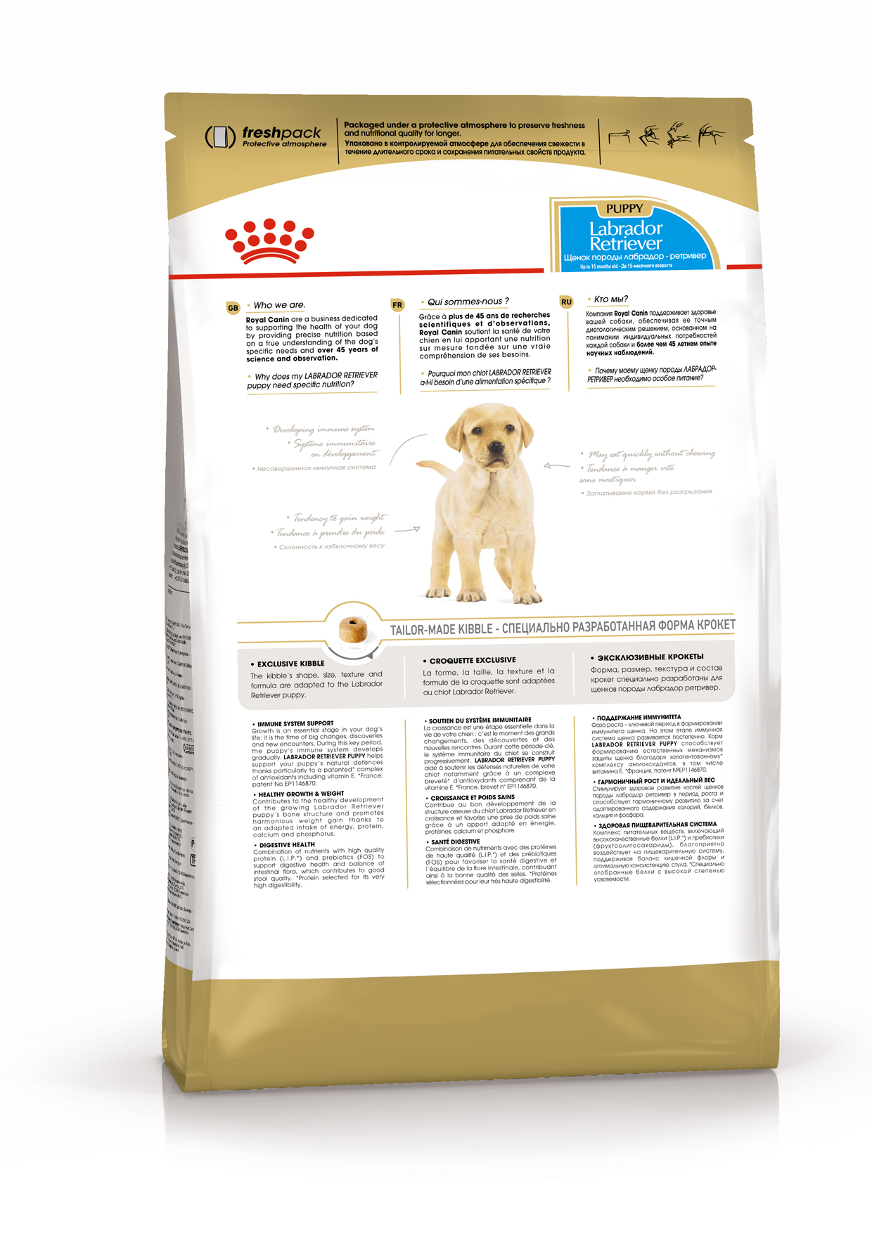 K_Labrador Retriver Junior_back