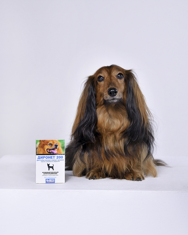 71244 animal