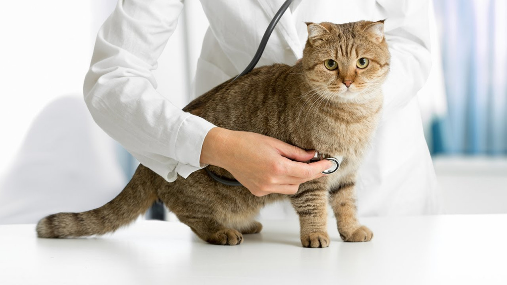 Cat health.jpg