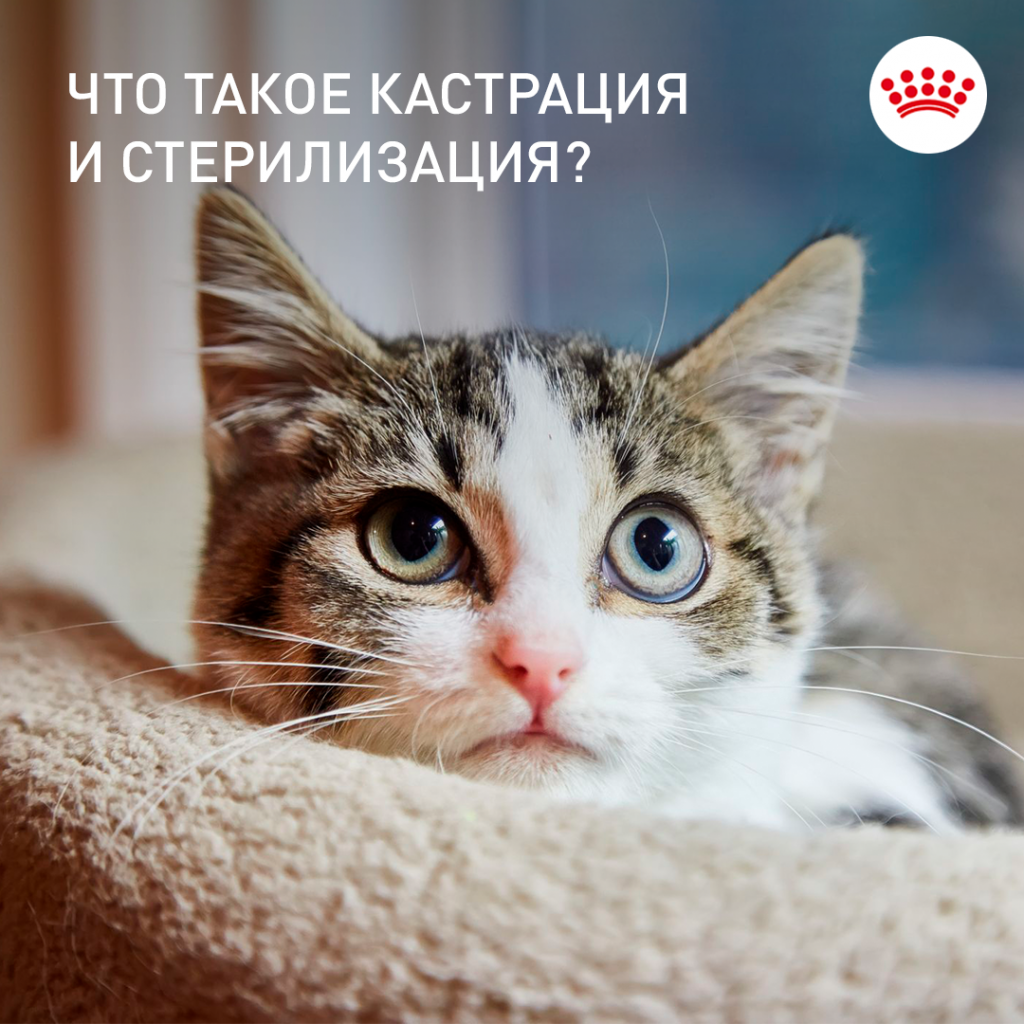 Кошка - стерилизация