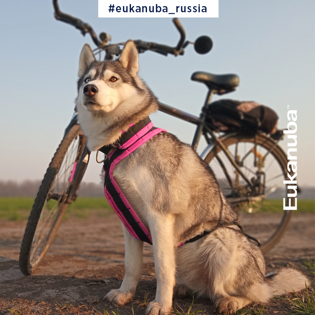 Собака Eukanuba